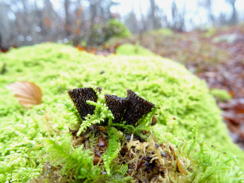 Cyathus striatus - Nidulariaceae